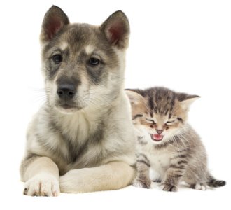 Dog And Cat Image
