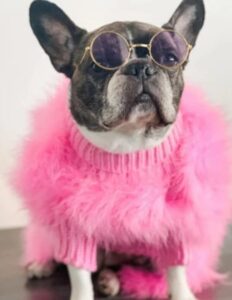 French Bulldog In Pink Image