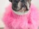 French Bulldog In Pink