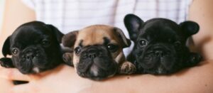 3 French Bulldog Puppies Image