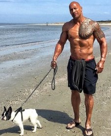 The Rock With French Bulldog On Beach Image