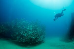 Underwater Scuba Diver Image